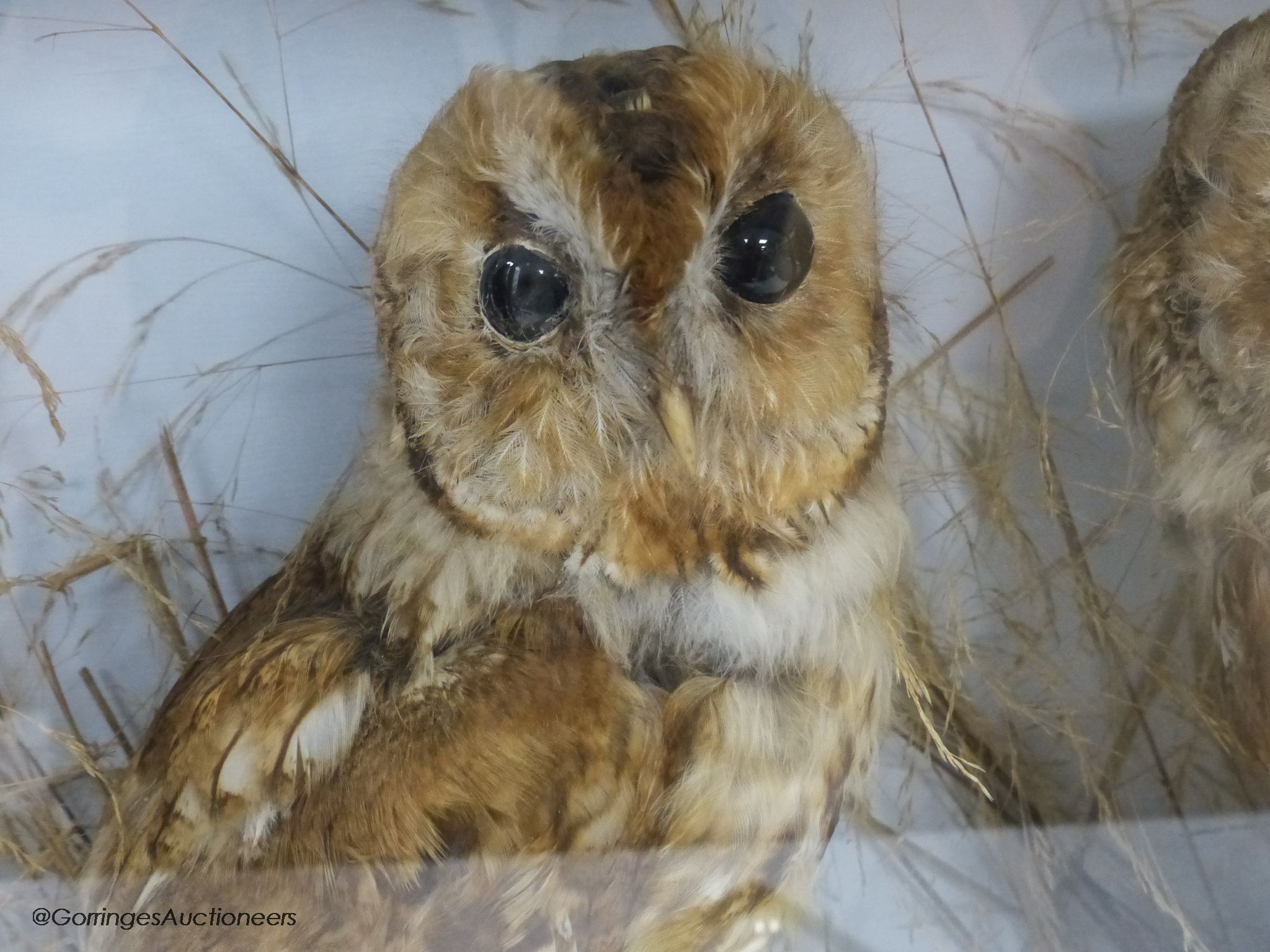 A pair of taxidermic tawny owls in glazed case, 46 x 52cm